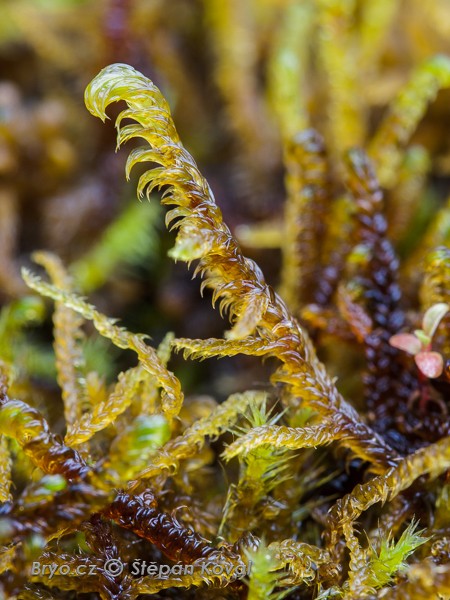 Hamatocaulis vernicosus 