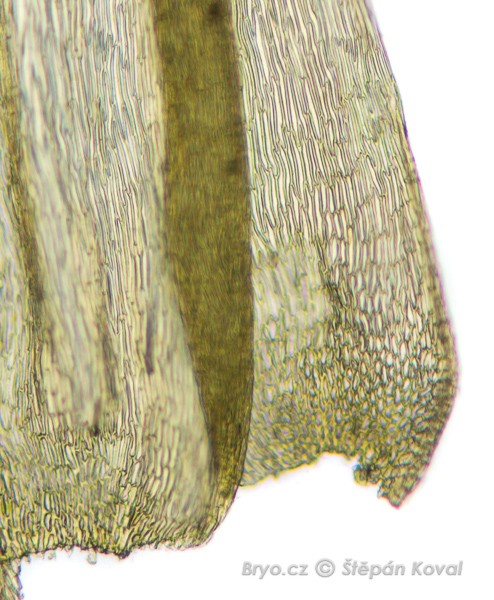 Homalothecium philippeanum 