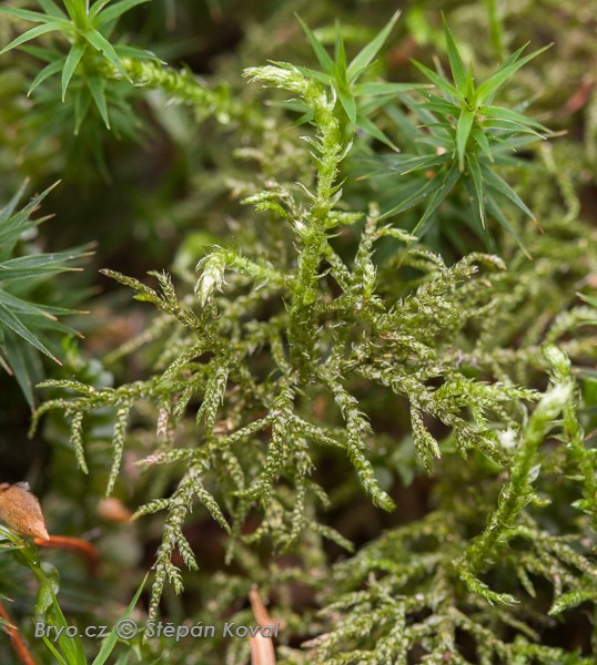 Hylocomiastrum umbratum 