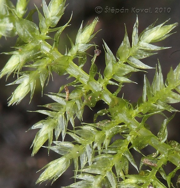 Kindbergia praelonga 