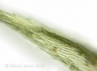 Kindbergia praelonga 