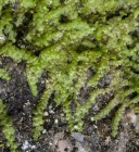 Lejeunea cavifolia 