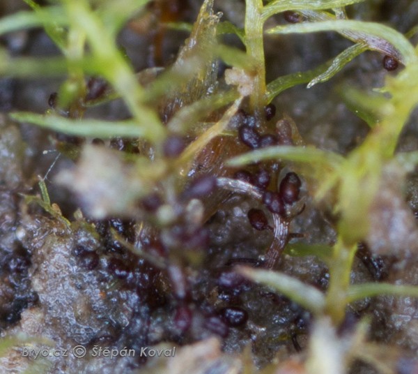 Leptobryum pyriforme 