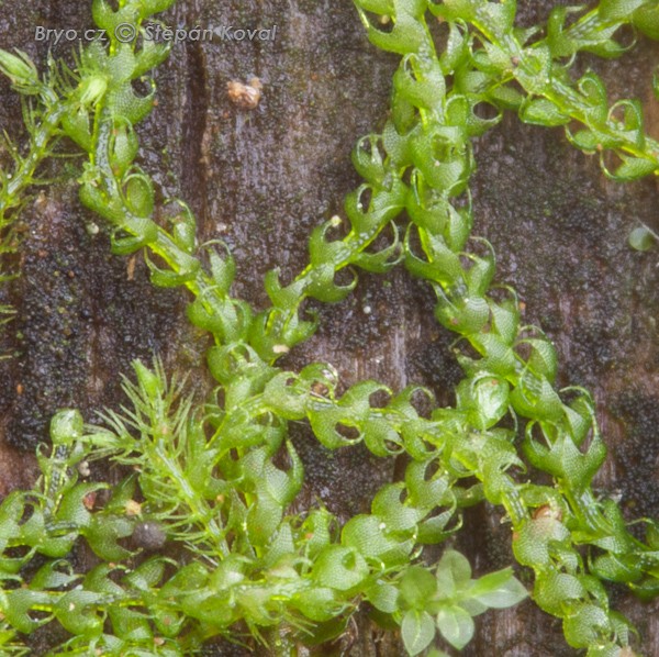 Nowellia curvifolia 