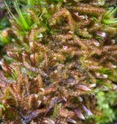 Nowellia curvifolia 