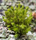 Nyholmiella obtusifolia 