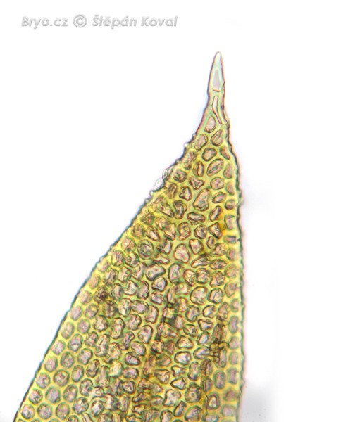 Orthotrichum pumilum 