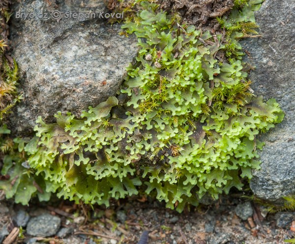 Pellia endiviifolia 