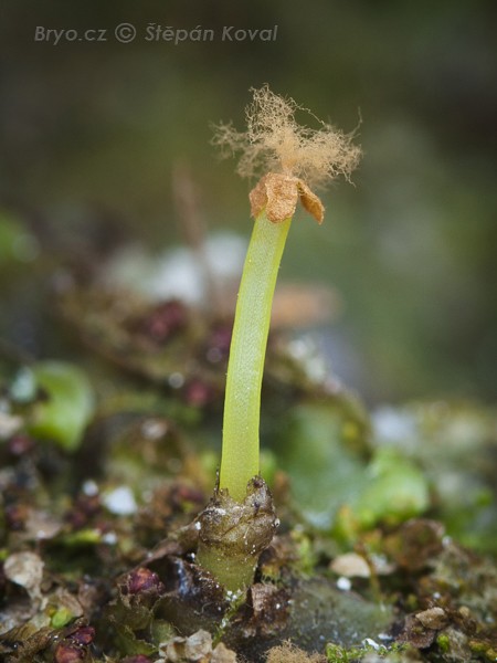 Pellia epiphylla 