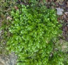 Plagiothecium cavifolium 