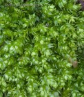 Plagiothecium cavifolium 