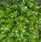 Plagiothecium cavifolium 