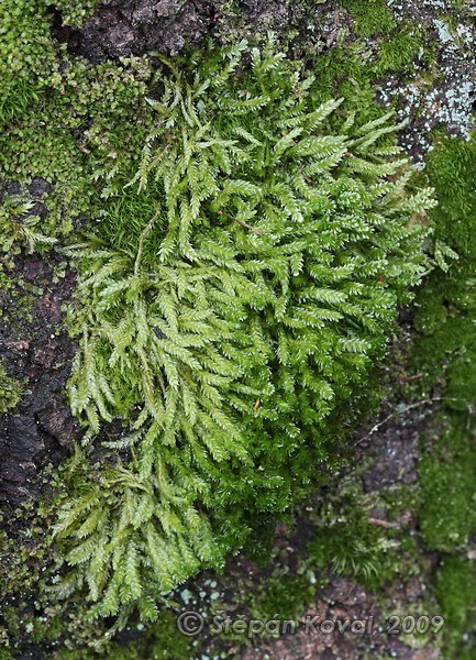 Plagiothecium curvifolium 