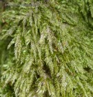 Plagiothecium laetum 