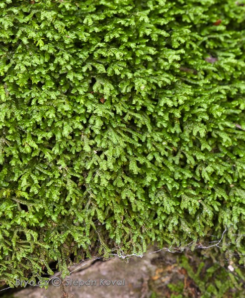 Porella platyphylla 