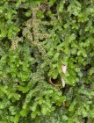 Porella platyphylla 