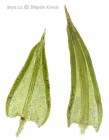 Pseudocrossidium hornschuchianum 