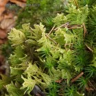 Ptilium crista-castrensis 