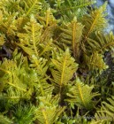 Ptilium crista-castrensis 