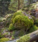 Ptilium crista-castrensis 