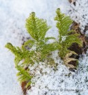 Ptilium crista-castrensis 