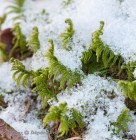 Ptilium crista-castrensis 