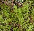 Ptilium crista-castrensis 