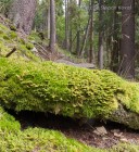 Ptilium crista-castrensis 