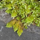 Ptilium crista-castrensis 