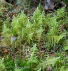 Ptilium crista-castrensis 