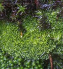 Riccardia chamedryfolia 