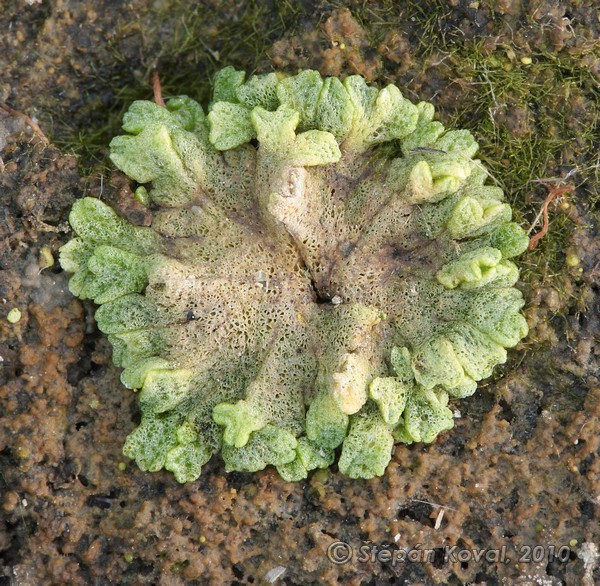 Riccia cavernosa 