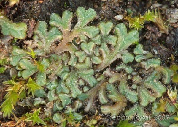 Riccia papillosa 