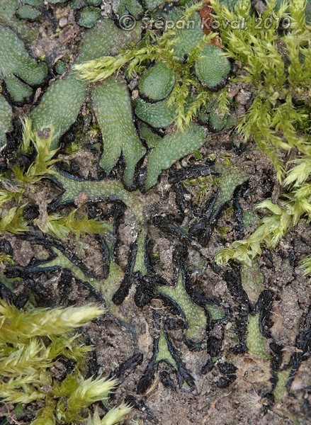 Targionia hypophylla 