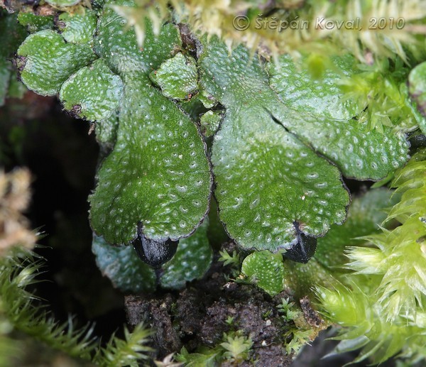 Targionia hypophylla 