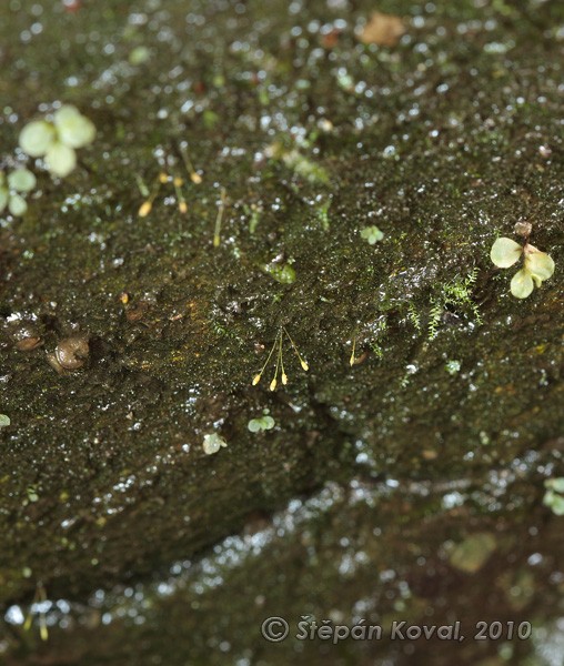 Tetrodontium repandum 