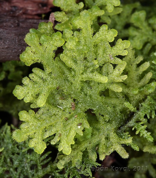 Trichocolea tomentella