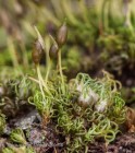 Weissia brachycarpa 