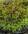 Weissia longifolia 